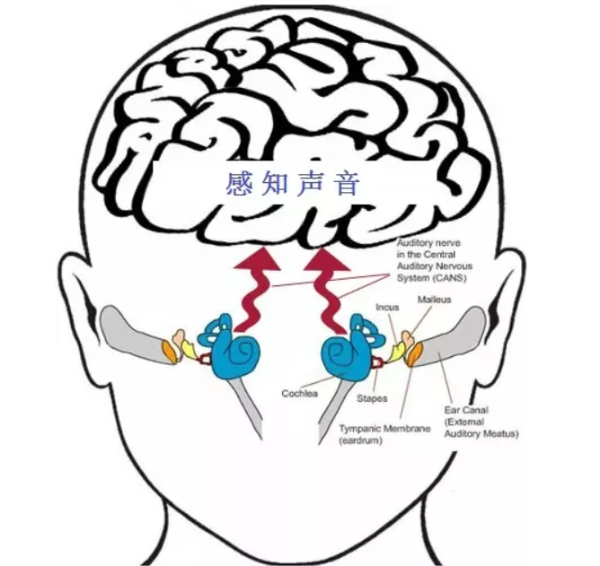 中枢听觉处理系统病变对听力的影响